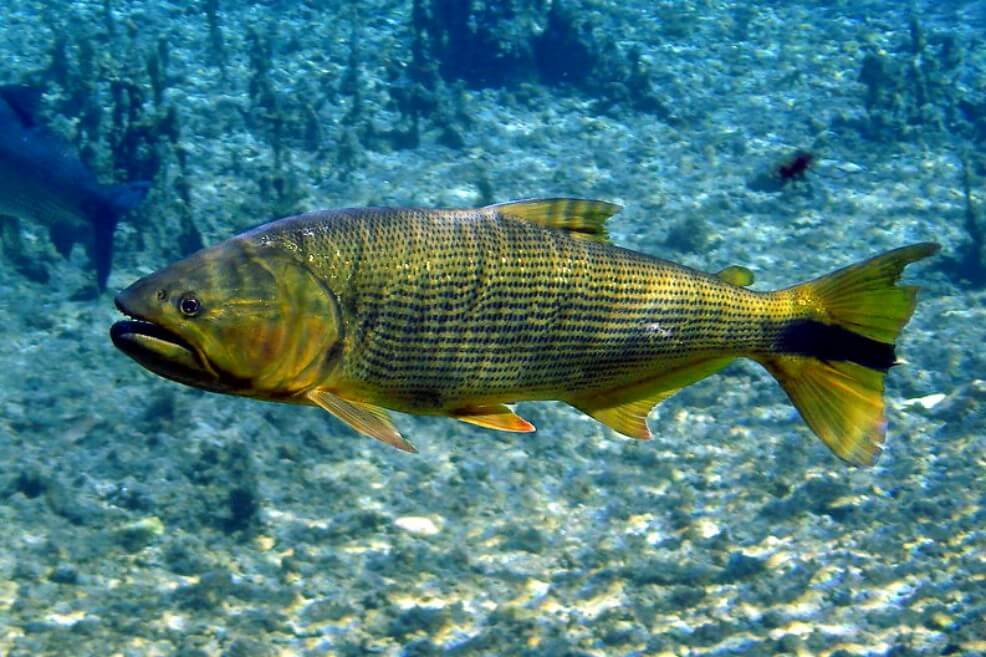 Hallan 17 medicamentos en tejidos de peces