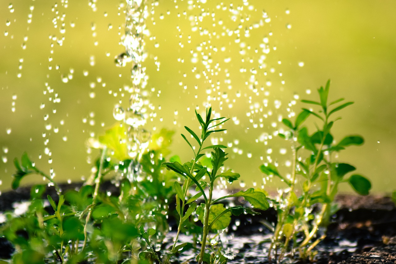 Señales de que sus plantas tienen exceso de agua o riego