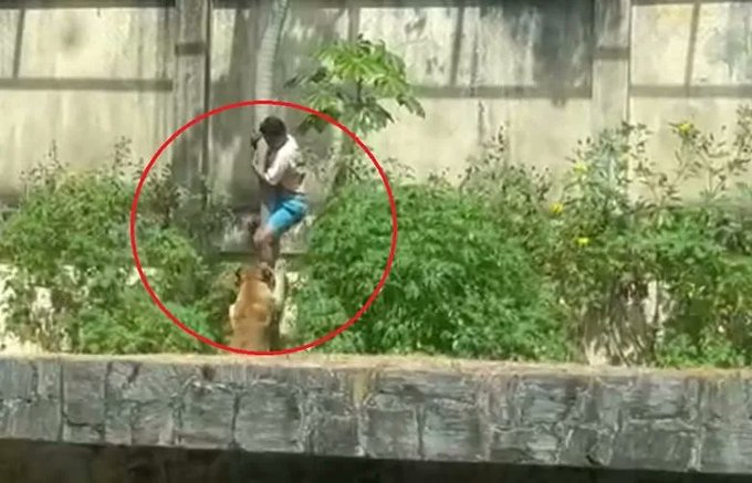 ¿Qué se sabe del joven que murió tras ingresar a la jaula de una leona en un zoológico?