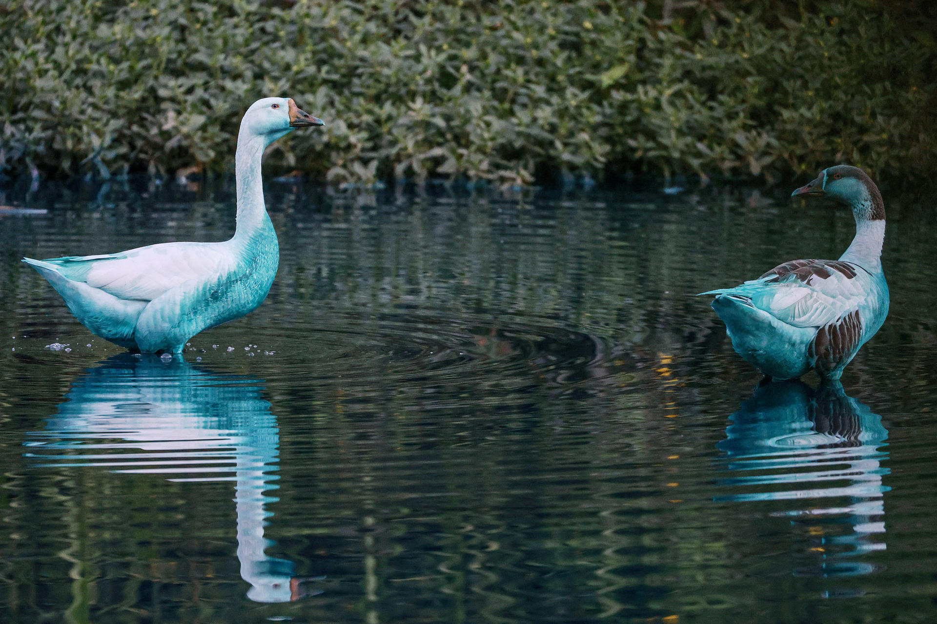 Lago se tiñe de azul tras derrame de colorante a las afueras de São Paulo
