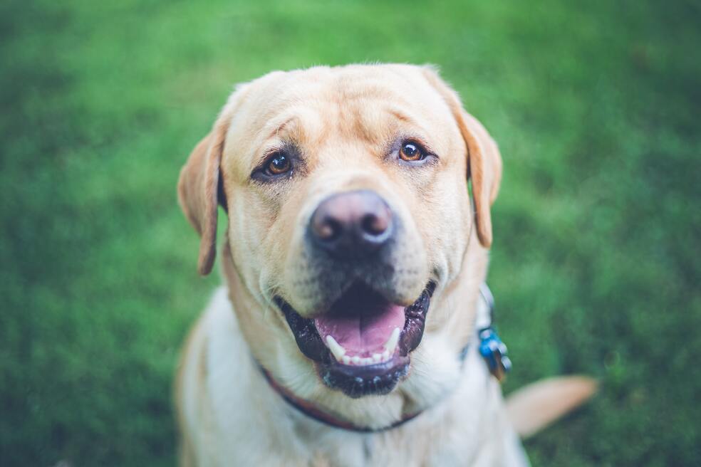 4 razas de perros grandes y fuertes que te encantarán