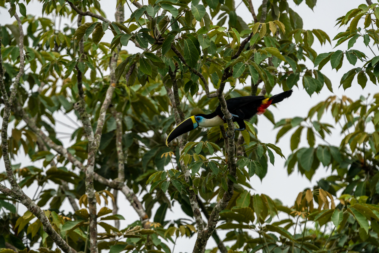 Tucan en el nuevo Parque Nacional.