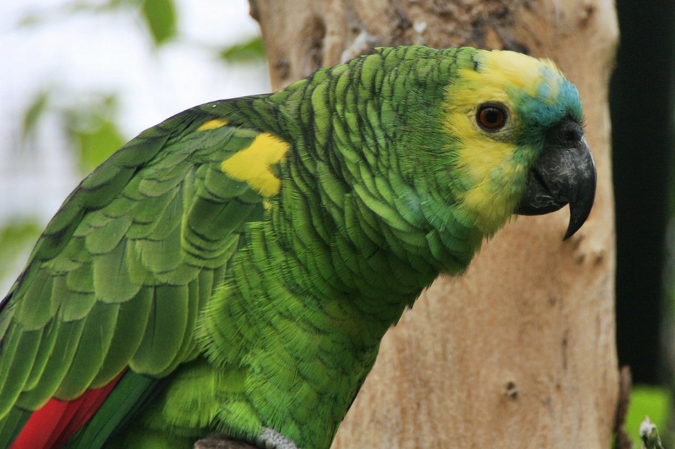 Más del 38 % de las poblaciones de loros tropicales están amenazadas