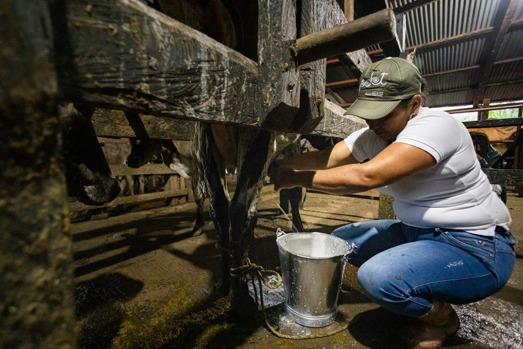 ¿Cuáles son las soluciones del Gobierno a la crisis del sector lechero?