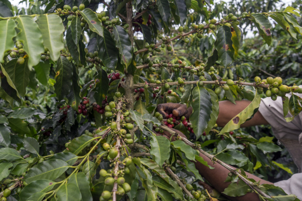 La producción cafetera creció 3,6% hasta 1.087.000 sacos en junio de 2018