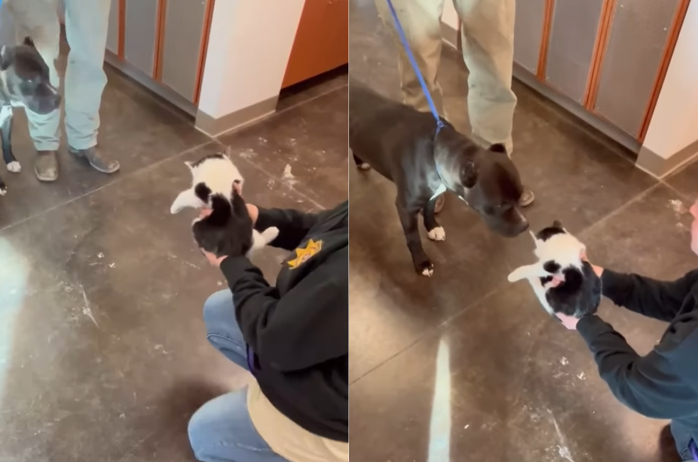 Una prueba con un gato le salvó la vida a Ozzy, un perro que nadie quería adoptar