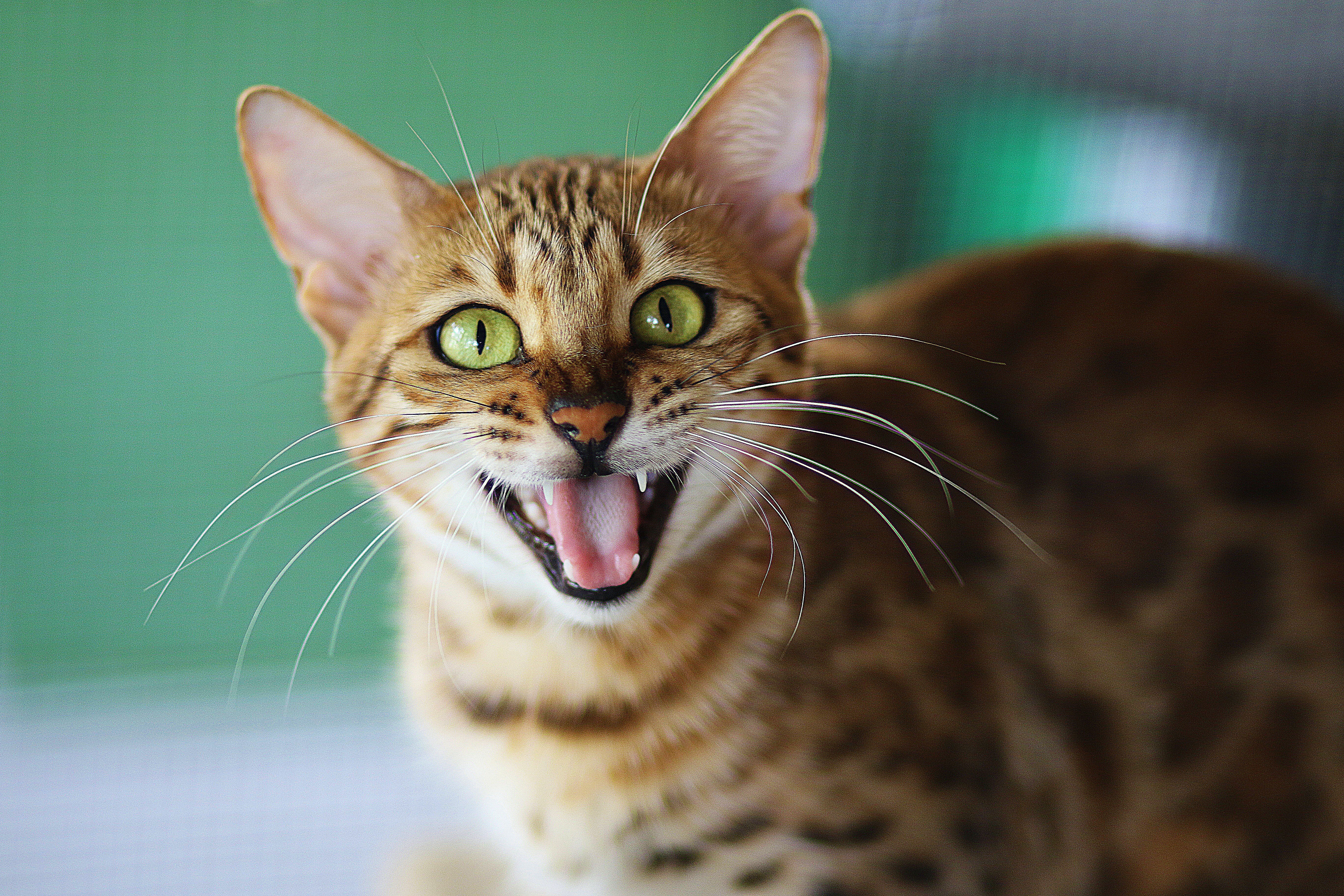 Gato bengalí: características y curiosidades