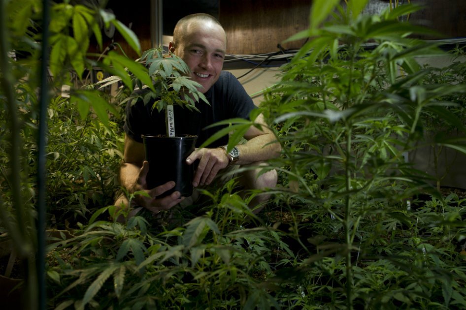 Planes de agricultores colombianos ante caída del 70% en precios de marihuana
