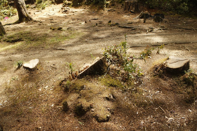 ¿Cuántos metros cuadrados de bosque debe talar un colombiano para cubrir sus necesidades?