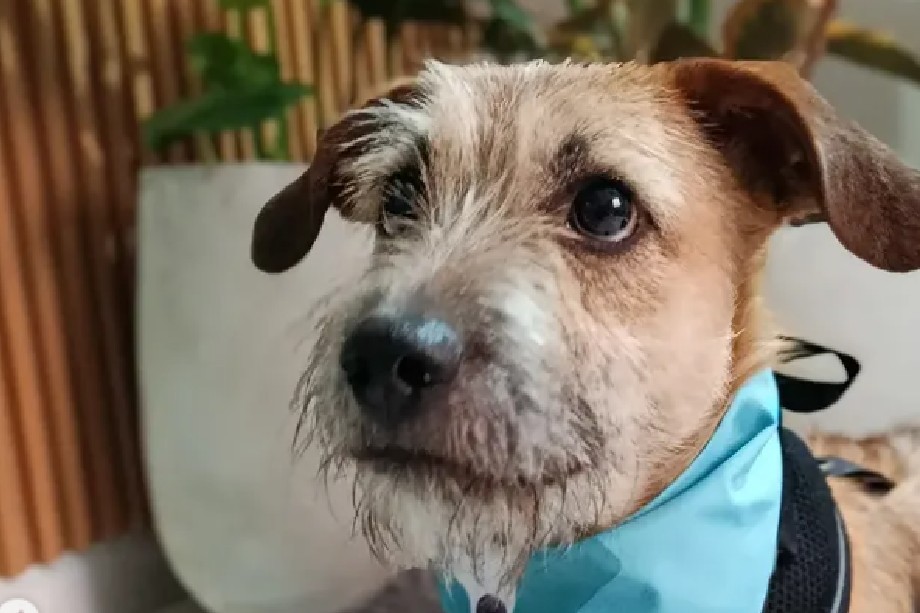 Oliver fue rescatado junto a sus hermanos en Bogotá, pero es el único que espera un hogar