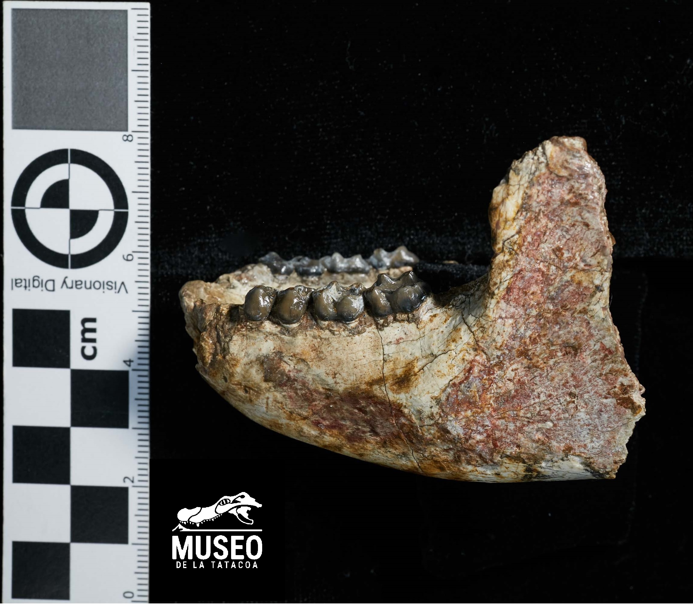 Mandíbulas de Stirtonia victoriae, un mono antiguo que habitó lo que hoy es la Tatacoa y que se puede considerar un miembro temprano del linaje que dio origen a los monos aulladores. /Andrés Vanegas.