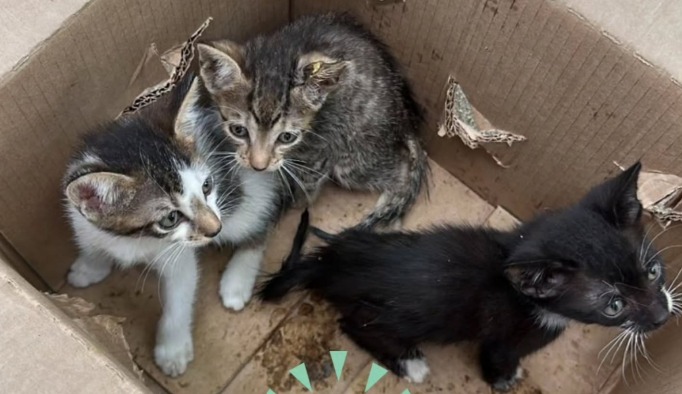 Tres gatitos fueron abandonados en una caja en la Costa: buscan ayuda para sobrevivir