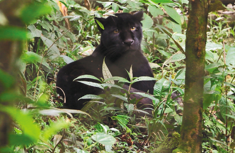 La finca ganadera que transformó la conservación ambiental en el Putumayo
