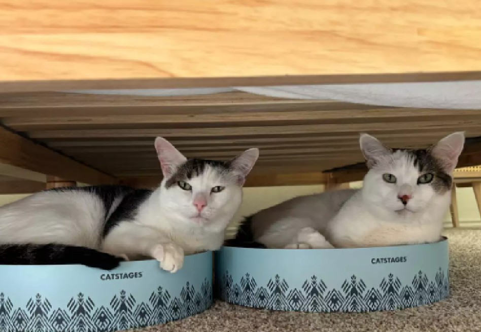 Maestra encuentra una ingeniosa forma de llevar a sus gatos al aula de clases
