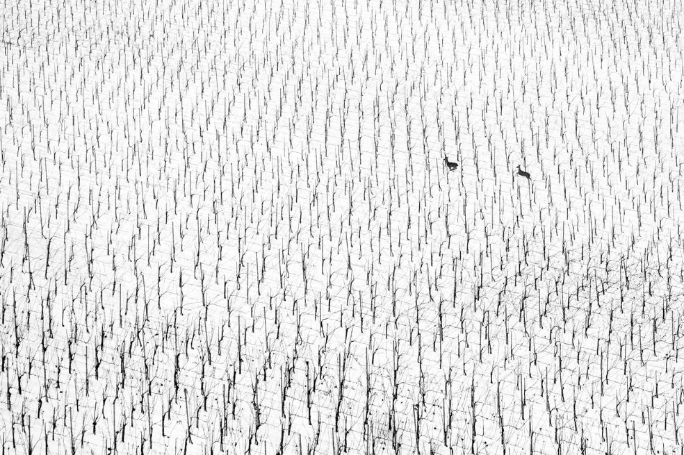 Categoría Arte de la naturaleza: La ganadora fue MaruSa PUHEK, Eslovenia, por su imagen de unos venados, en medio de un bosque durante un día nevado. 
"Esta foto fue parte de mi proyecto 366, cuando tomaba una imagen cada día y llevaba mi cámara a todas partes", explica.
