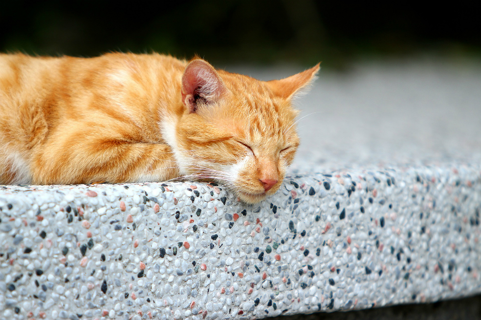 Miles de rusos exigen castigar a una menor por matar a un gato con un hacha