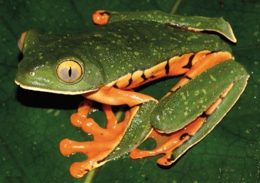 Después de 100 años, esta rana ha sido identificada como nueva especie