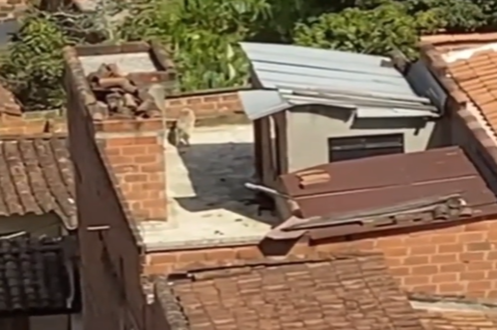 (VIDEO) Maltrato animal en Sabaneta: perro desnutrido duerme entre sus excrementos