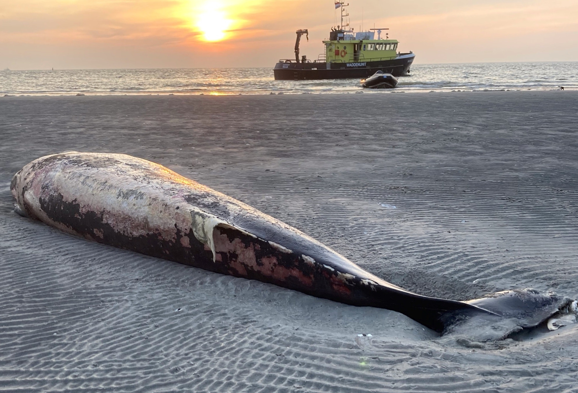 ¿Qué hacer con una ballena muerta en la playa? Abandonarla no es una mala idea