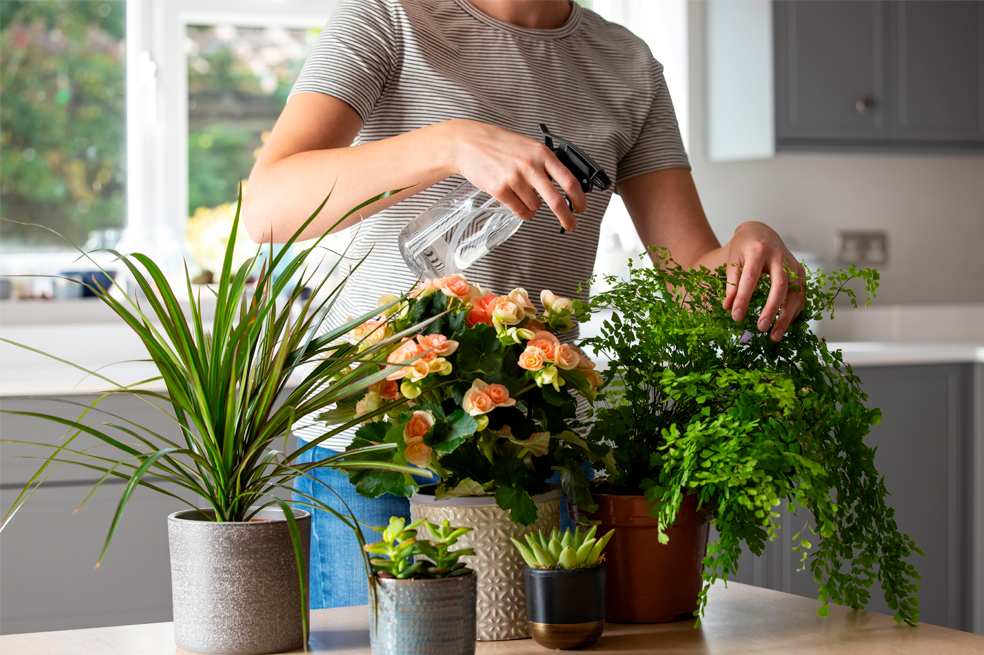 Estrés: descubre cómo las plantas te ayudan a combatirlo