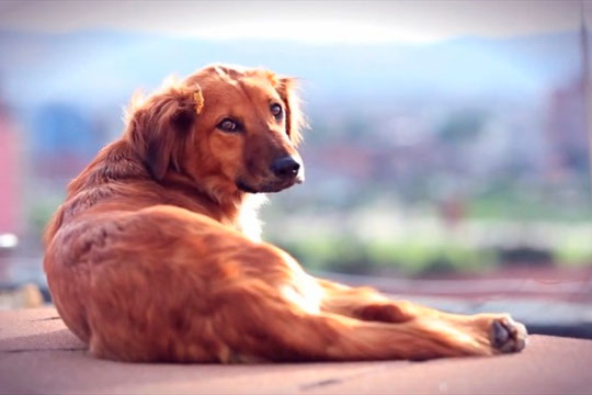 Bakatá murió agredida por otro perro, confirma Distrito
