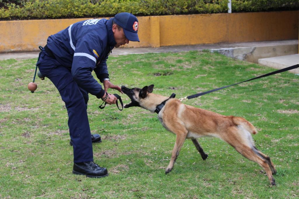 ¿Cómo entrenar a un perro de búsqueda y rescate en Colombia?
