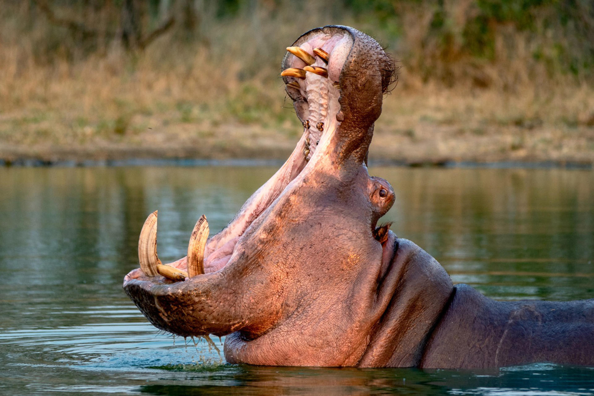 El daño que las especies invasoras causan a los ecosistemas es más grave en estos países