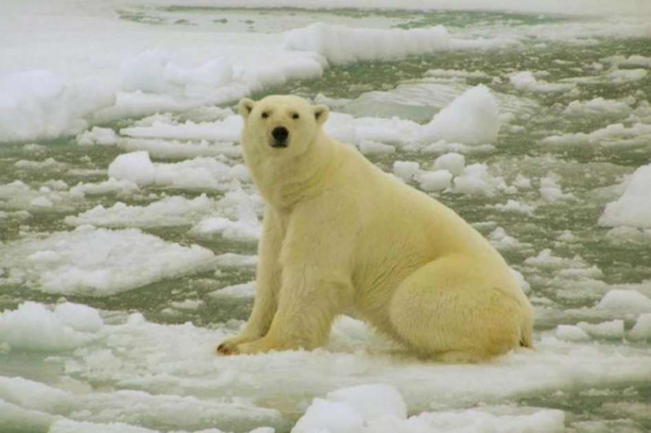 Sacrifican en el zoológico de Filadelfia al oso polar más antiguo de EE.UU.