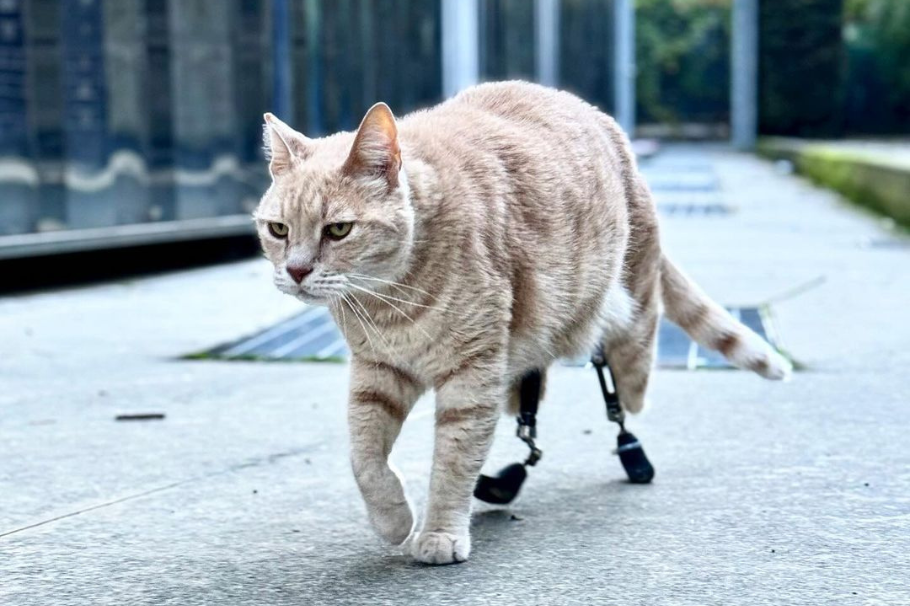 De tragedia a esperanza: Vito, el primer gato “biónico” que conquista las redes