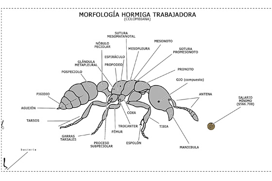 Morfología