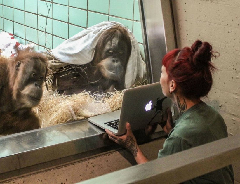 Un orangután busca pareja por internet