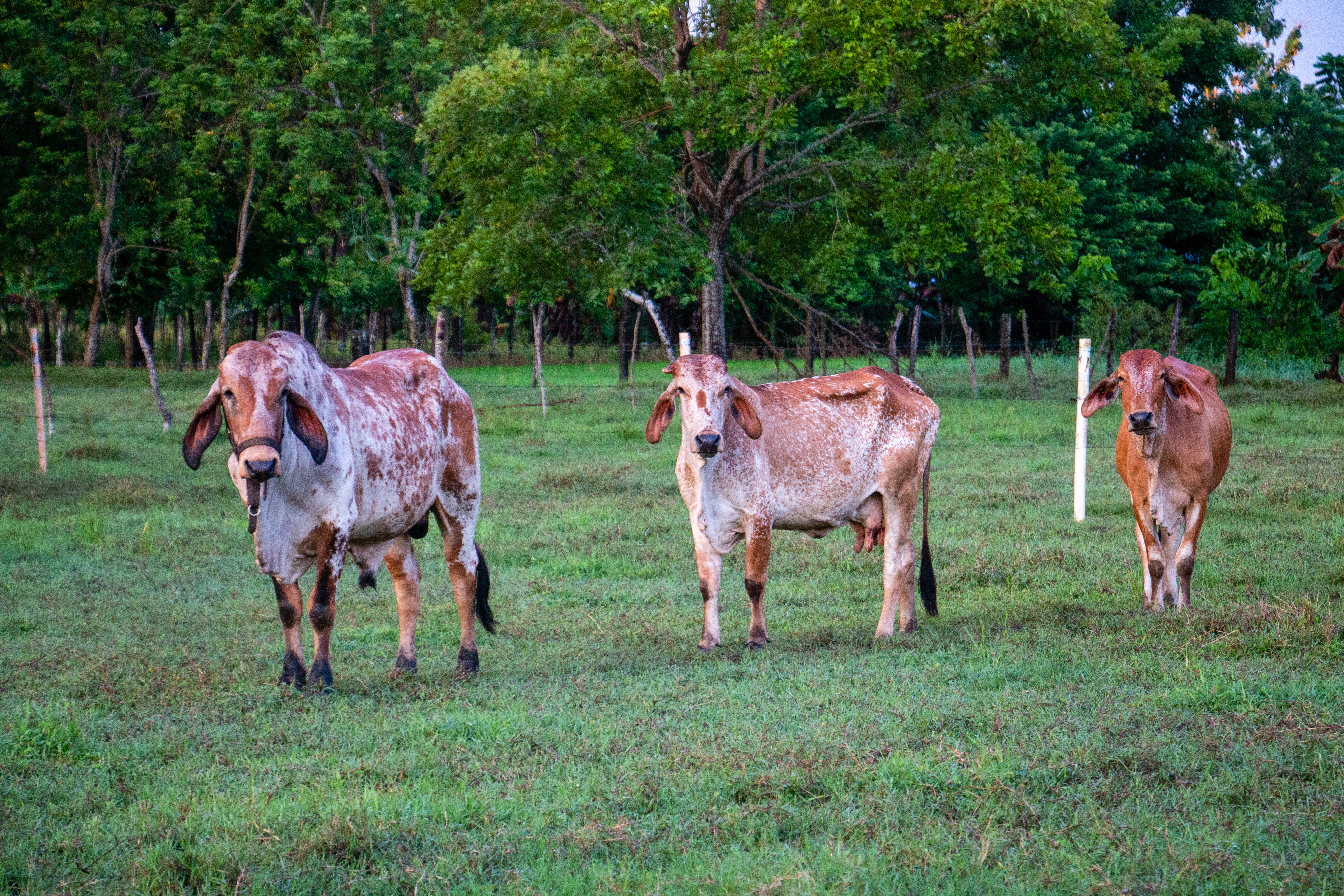 Agronegocios rentables, sostenibles e inclusivos para el campo colombiano
