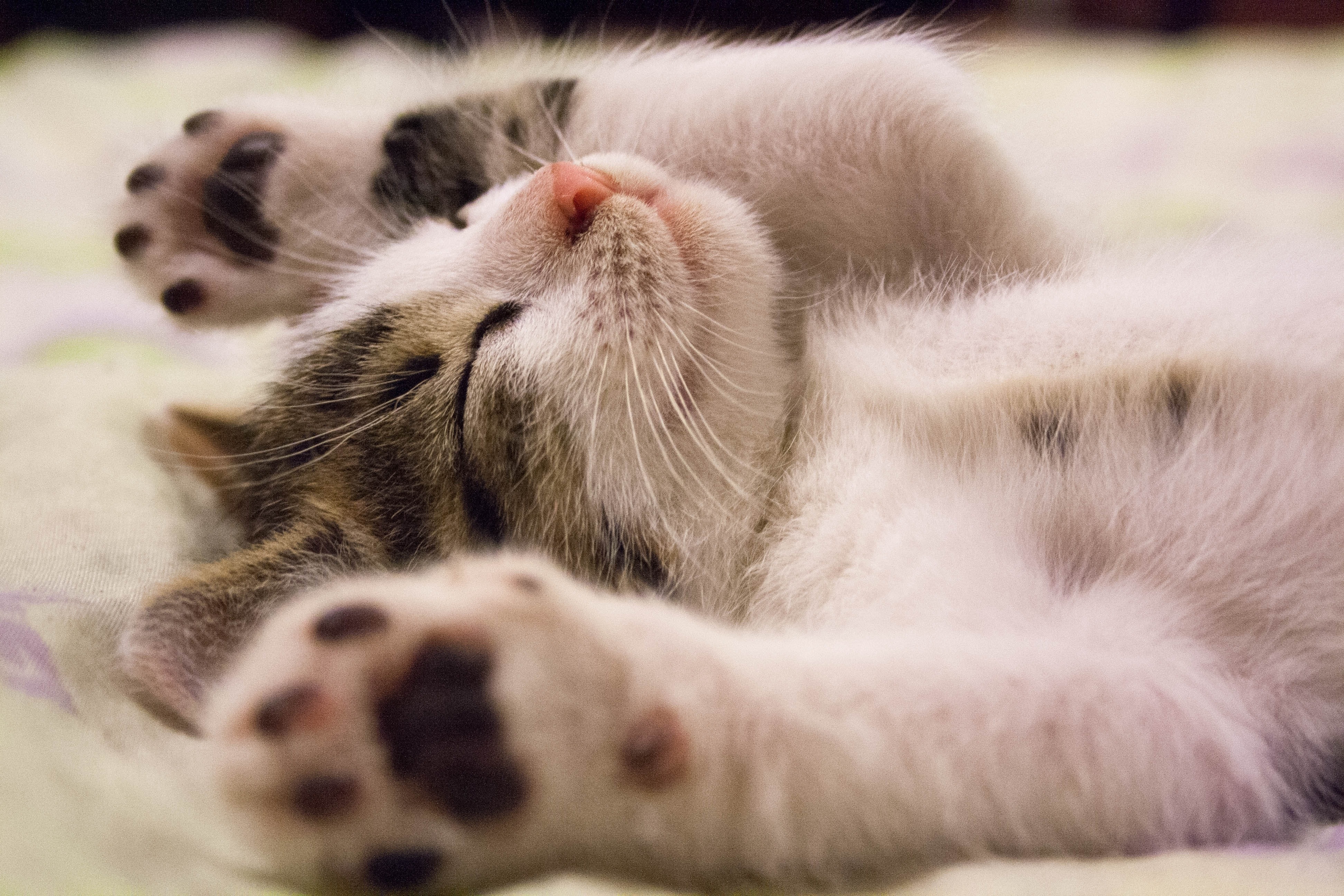 Siete olores que odian los gatos y que, quizás, usted utiliza en su casa