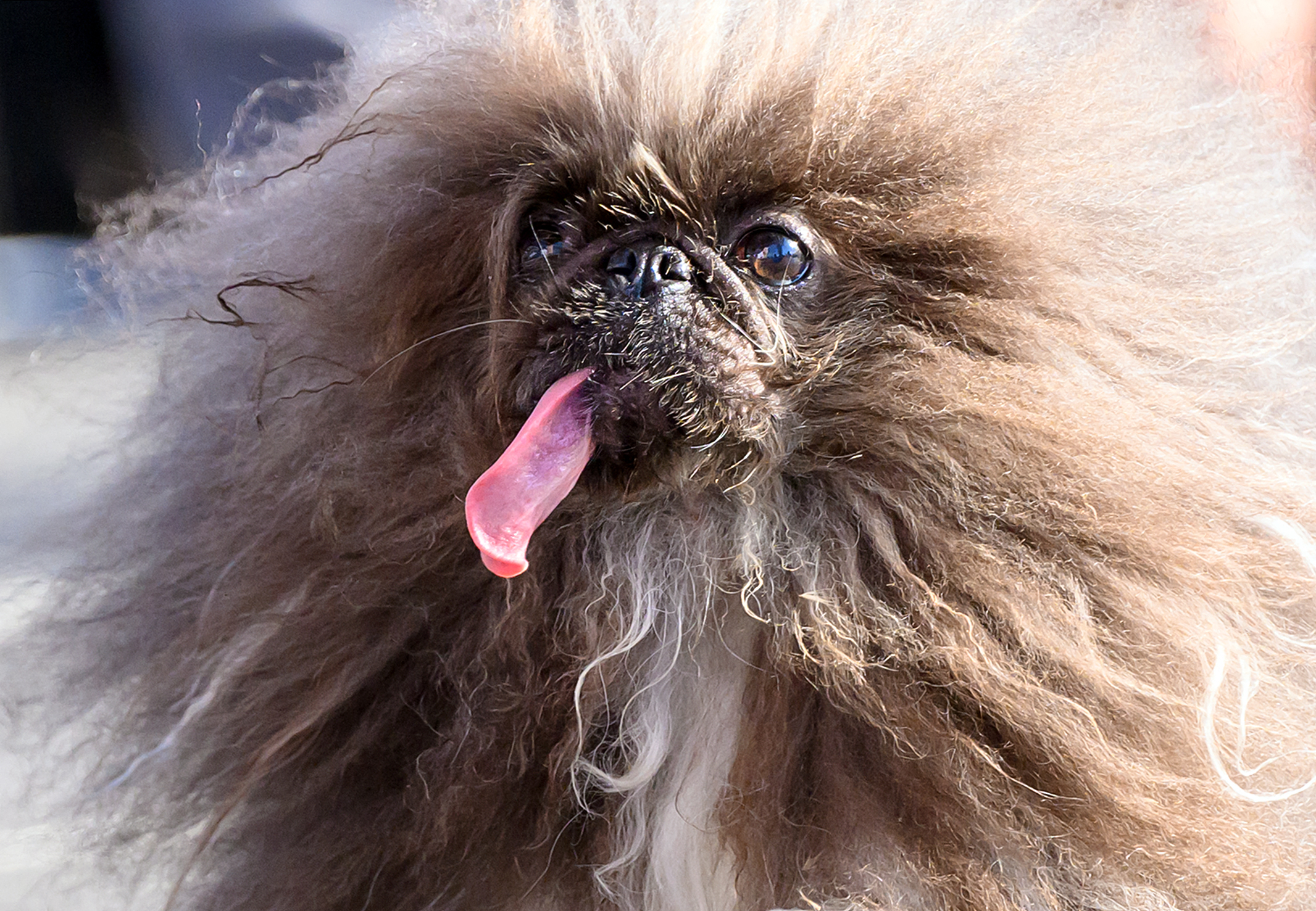 Ganó el concurso del perro más feo del mundo, pero su aspecto se debe a una grave enfermedad
