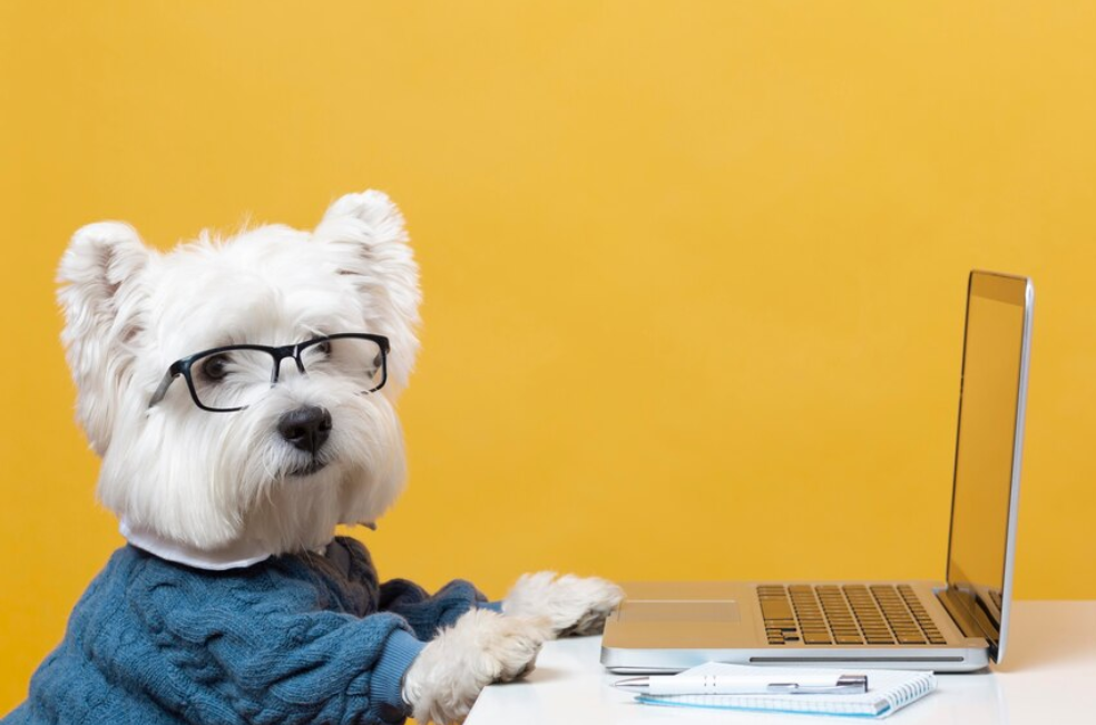 ¿Haría un curso para tener una mascota? En España sería una realidad