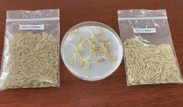 Brotaron semillas de arroz en la Luna a bordo de la misión china Chang’e 5