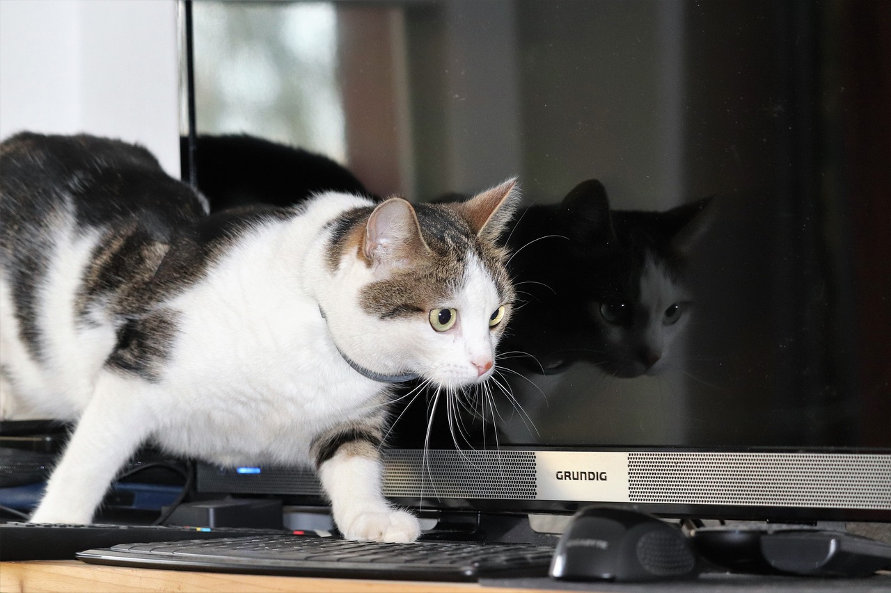 ¿Cómo trabajar desde casa con mi gato?