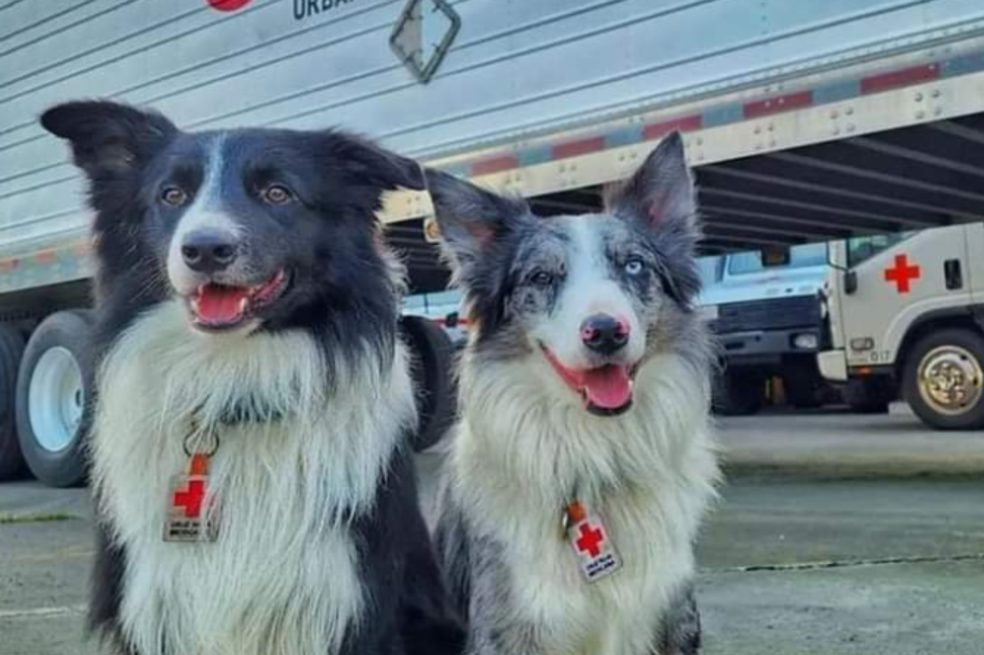 Pareja de perros