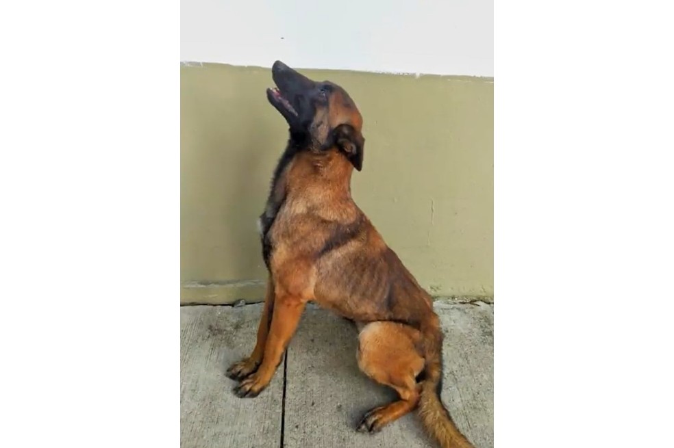 wilson, perro pastor belga