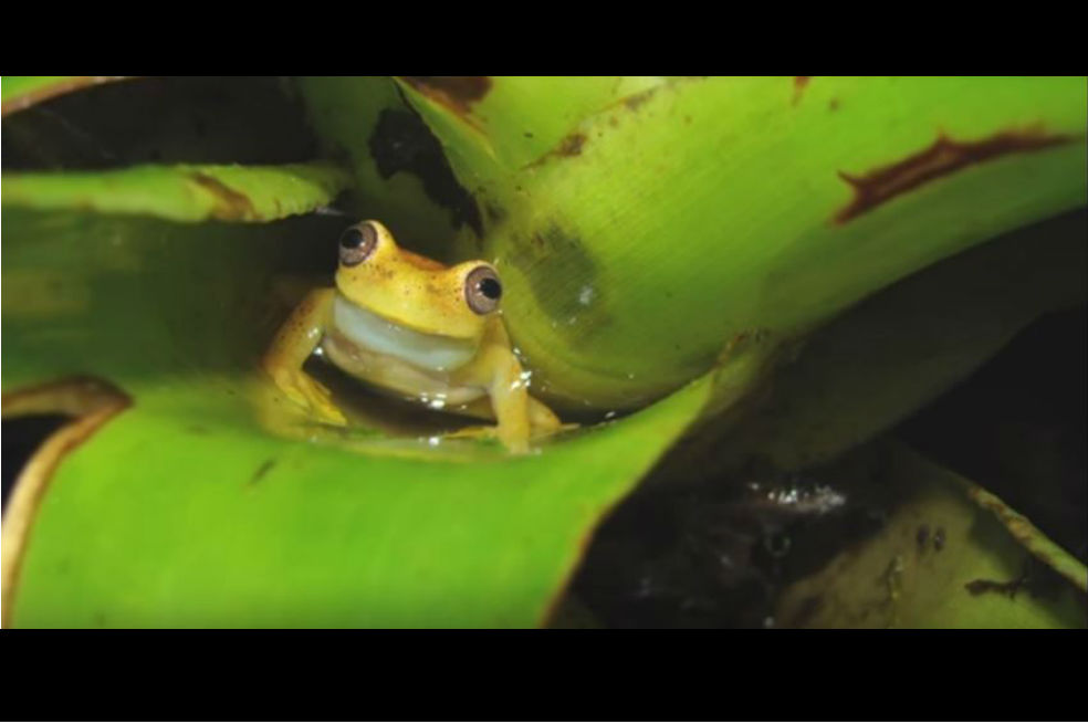 Así es la nueva especie de rana descubierta por científicos de Venezuela y Colombia