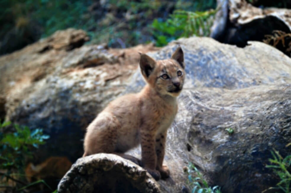Después de un siglo, nace primer lince boreal en el Pirineo
