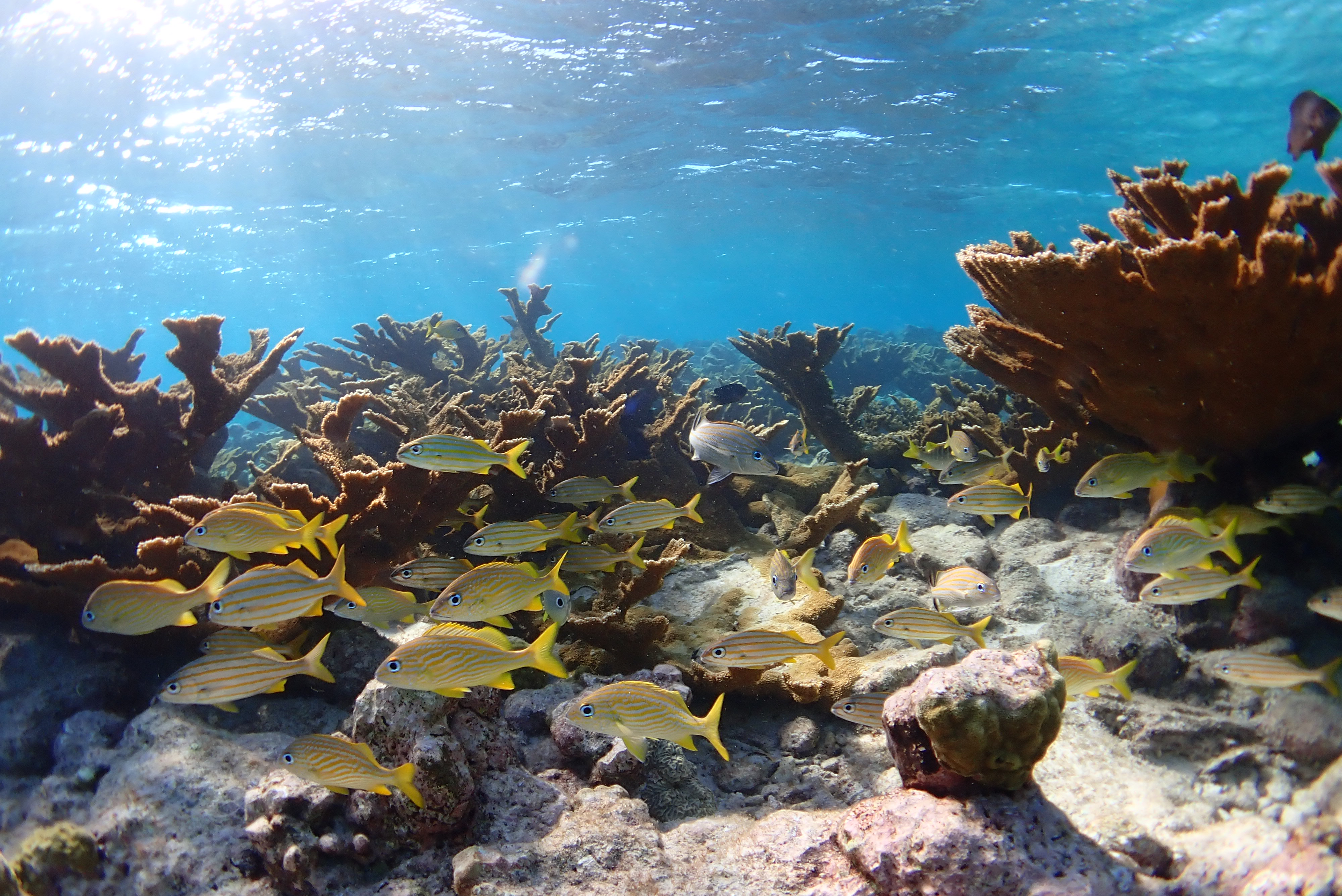 En Aruba también puede disfrutar de la experiencia de hacer esnórquel y admirar la flora y fauna marina de la isla.
