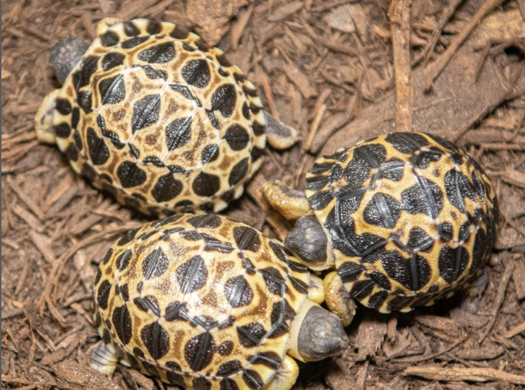 Una tortuga en peligro de extinción se convierte en padre a los 90 años