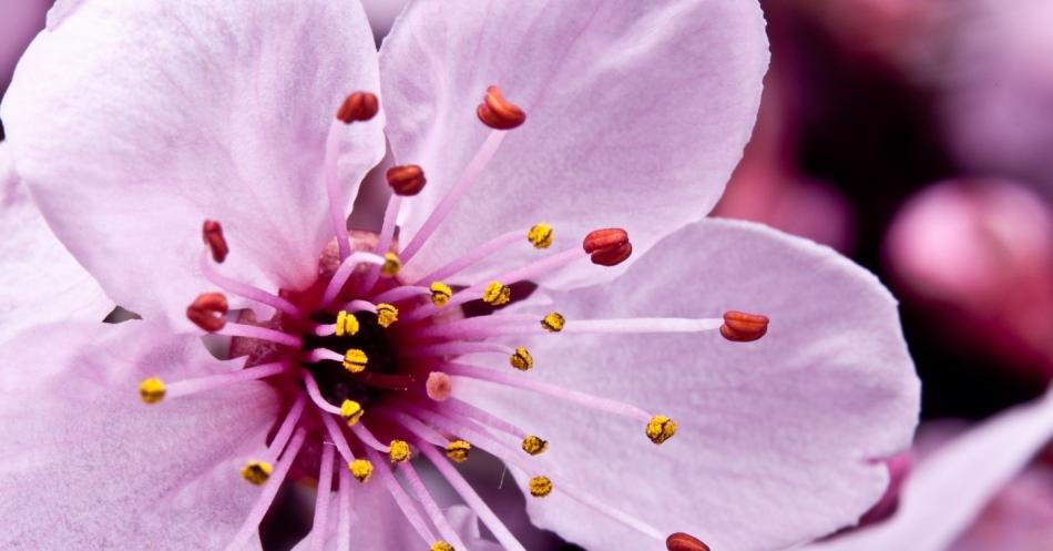 La mejor opción para el día de la mujer: el uber de las flores