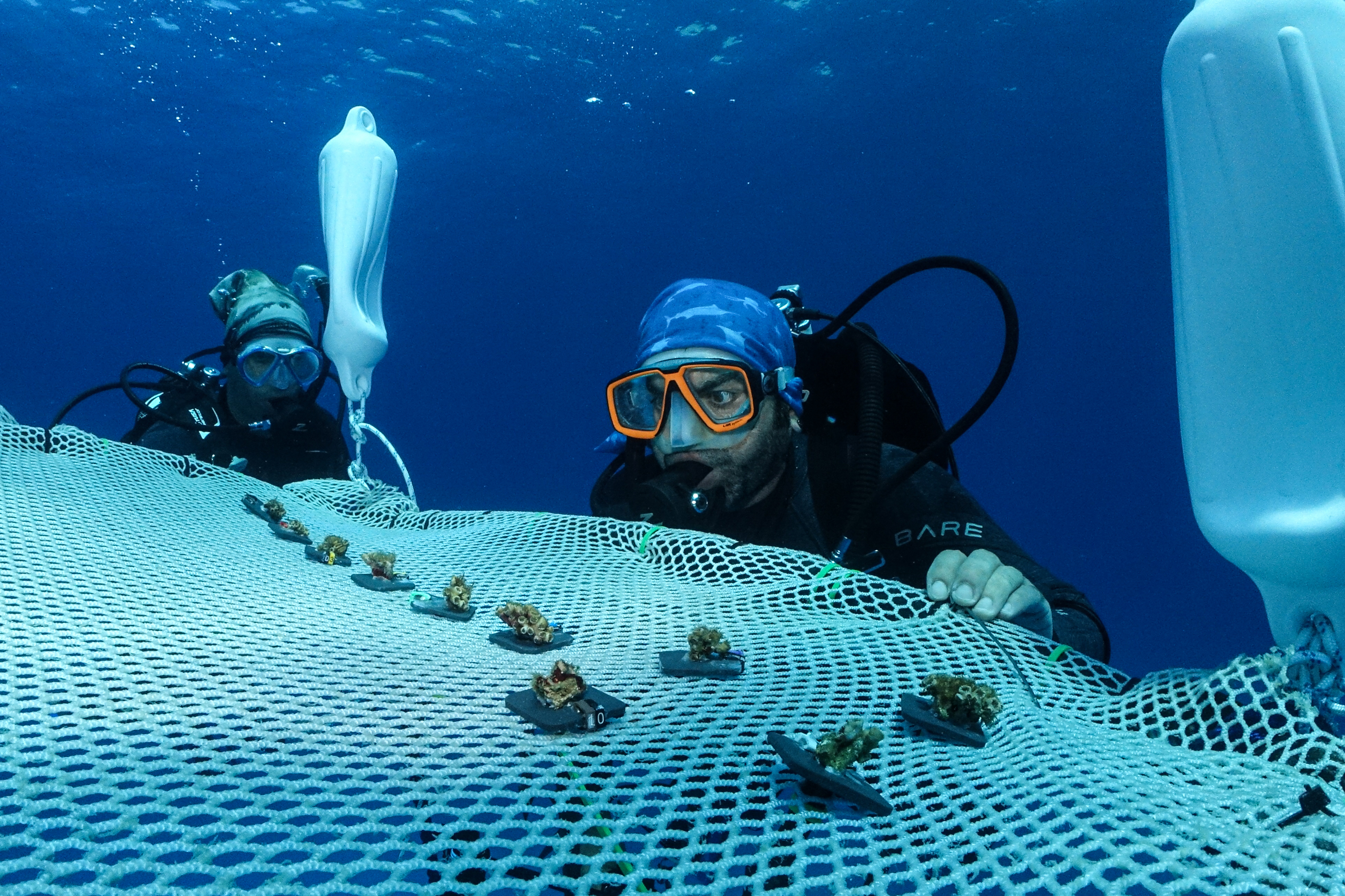 TOPSHOT - Senior associate researcher at the Cyprus Marine and Maritime Institute (CMMI) Louis Hadjioannou (R) checks 'Cladocora caespitosa' corals after pinning them to a floating coral nursery off the coast of Capo Greko in the eastern part of the Mediterranean island of Cyprus on June 20, 2024.