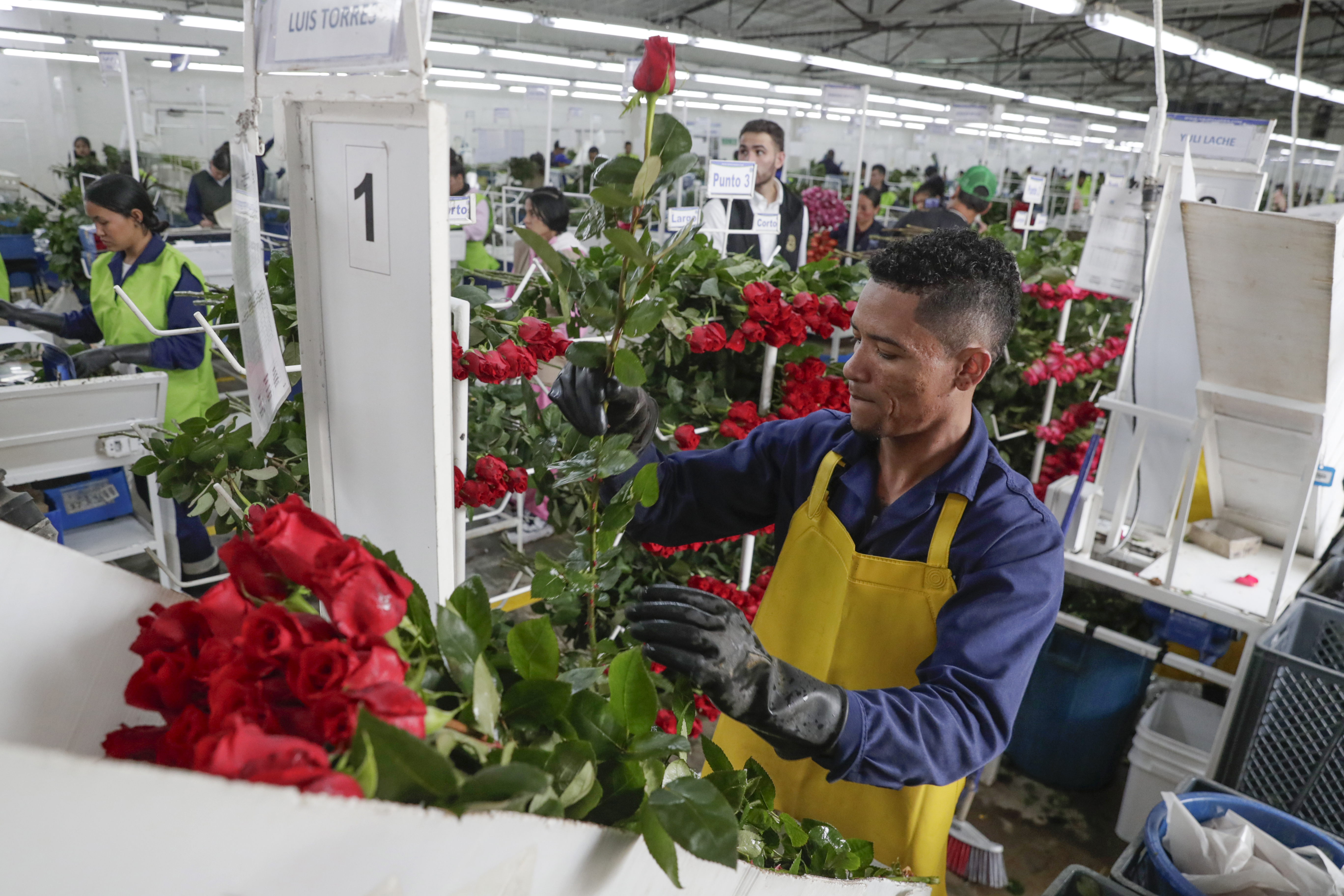 ACOMPAÑA CRÓNICA: COLOMBIA FLORES BOG400. BOGOTÁ (COLOMBIA), 03/02/2025.- Fotografía del 31 de enero de 2025 de un hombre empacando rosas, en el cultivo de Flores de los Andes en Bogotá (Colombia). Los productores de flores de Colombia respiran más tranquilos porque podrán seguir exportando sin aranceles 900 millones de tallos a Estados Unidos, un mercado que llegó a estar en riesgo por las disputas entre los presidentes de los dos países en vísperas de San Valentín, la festividad estadounidense más romántica del año. EFE/ Carlos Ortega