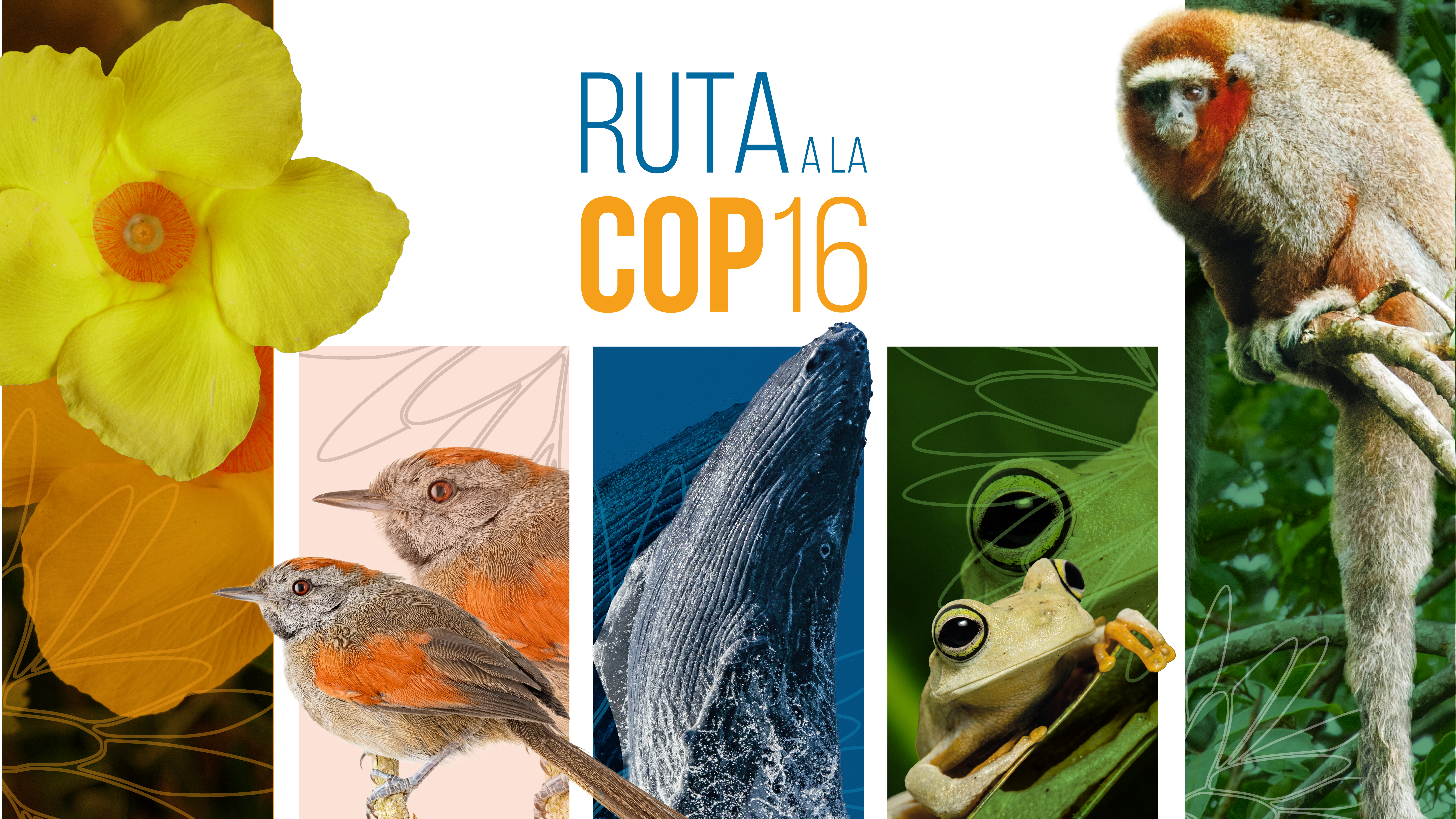 RUTA A LA COP16