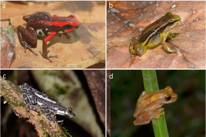 ¿Ranas y sapos son diestros o zurdos? La investigación con anuros colombianos