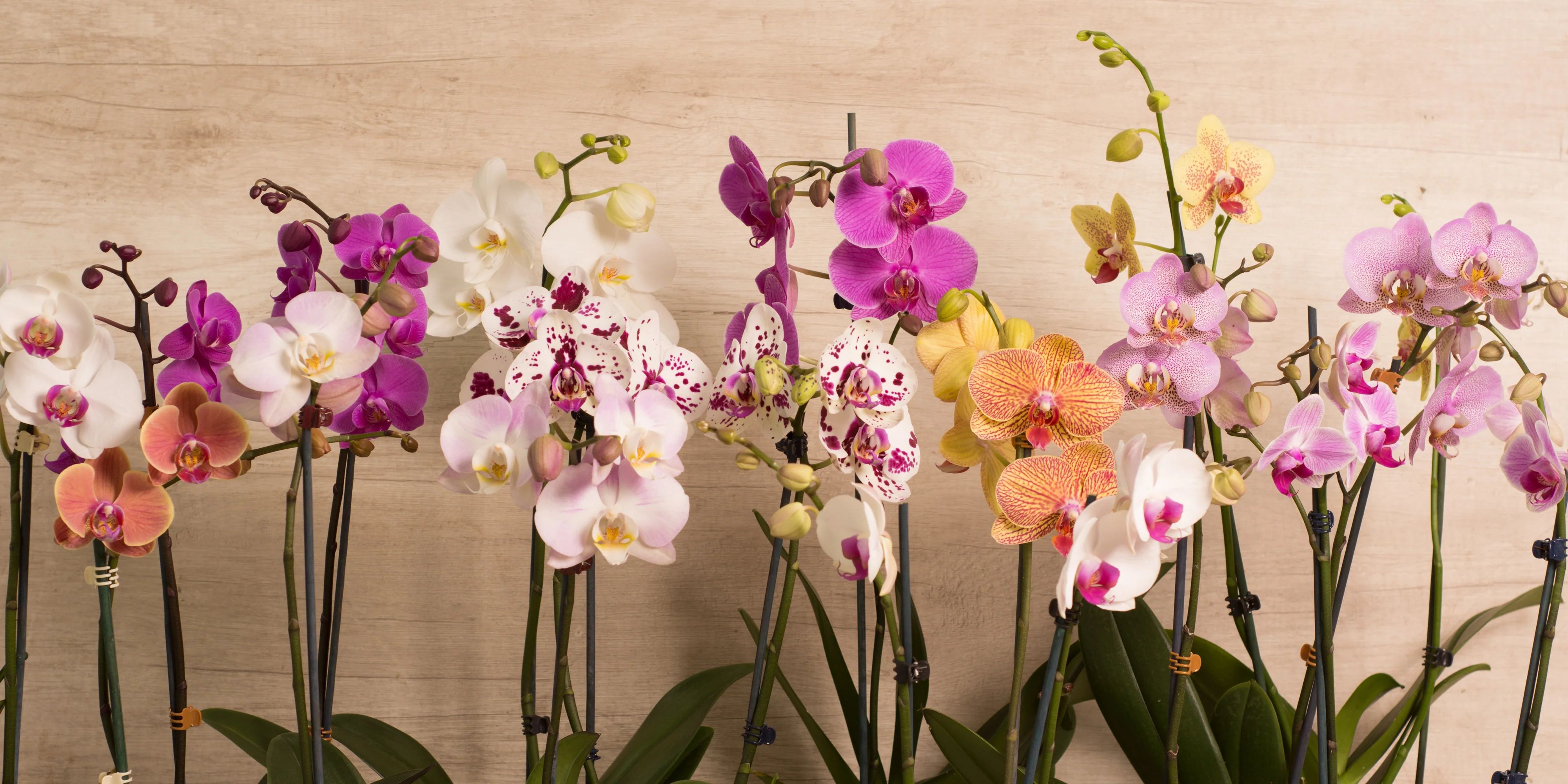 Las orquídeas Phalaenopsis, conocidas como "orquídeas mariposa", destacan por sus elegantes flores en tonos vibrantes y su facilidad de cultivo. Son epífitas, requieren luz indirecta, humedad moderada y pueden florecer varias veces al año.