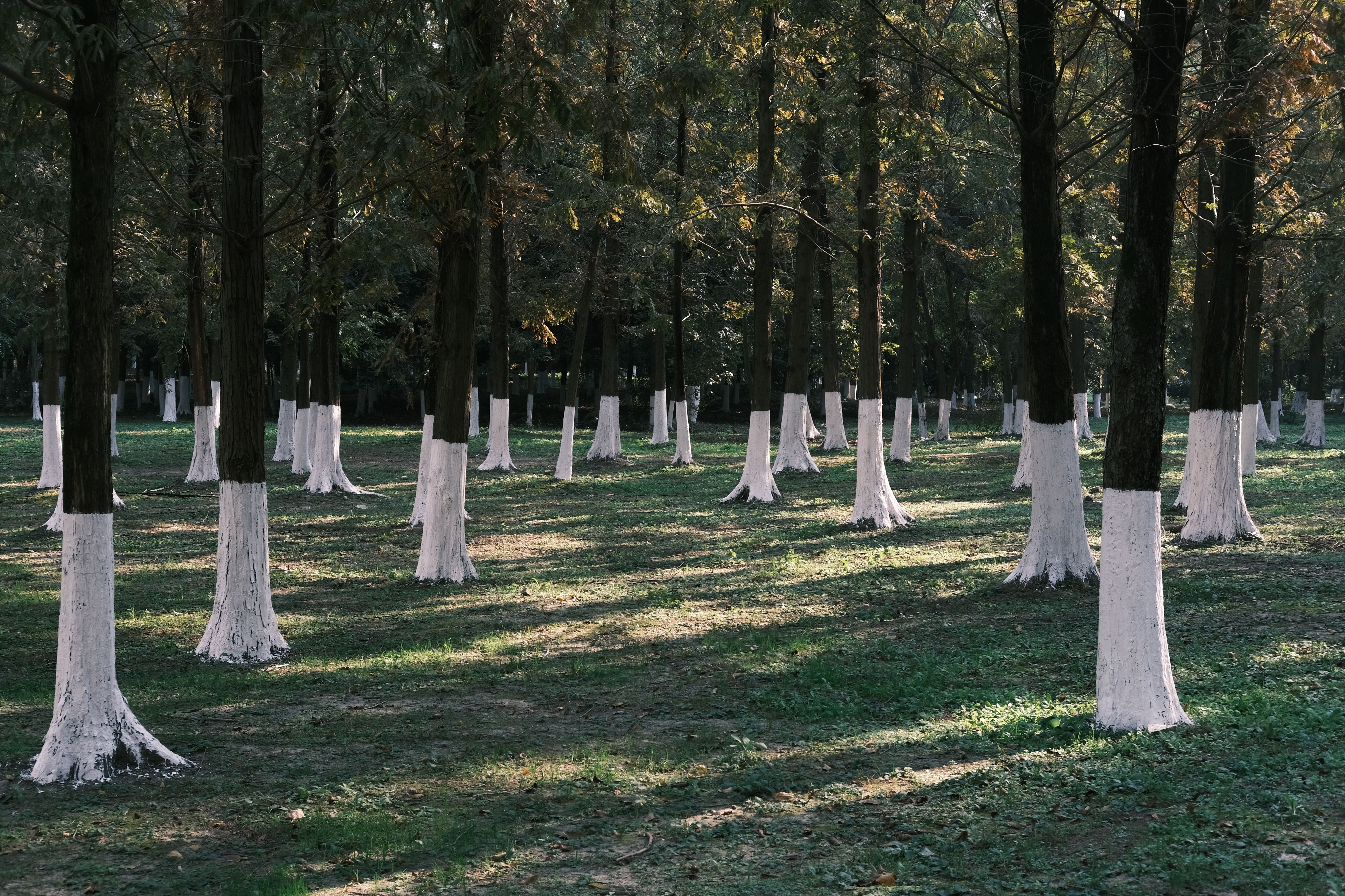 ¿Por qué pintan los troncos de los árboles de blanco?